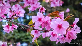 2024 追逐春天的花朵系列之四 河津櫻在寶山二集團櫻花公園