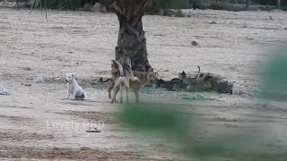 Dogs Mating