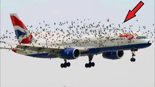 Hundreds of birds surrounded the plane and it landed. Everyone turned white when they found out the