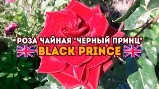 Роза чайная "Черный принц" - Black Prince! Старинный сорт