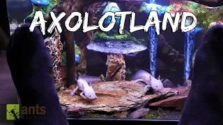 Axolotland - The Cutest Creatures You've Ever Seen