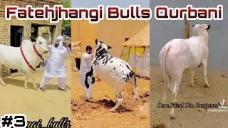 Qurbani Bulls TikTok Fatehjhangi Beautiful Bulls #part 3