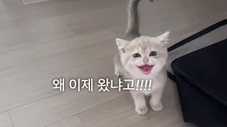 고양이 입양 후 첫 출근 vlog