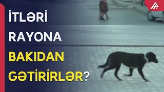 Azərbaycanın heç yerində bu qədər it yoxdu – Sakinlərin qəribə iddiası - APA TV