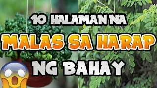 10 Halaman na Malas sa Harap ng Bahay