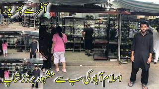 Islamabad Birds Market | Big Offers On love Birds | Famous H9 Birds Market Islamabad