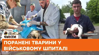 🔵 ПЕРШИЙ військовий шпиталь ветеринарної медицини в Україні - як рятують тварин