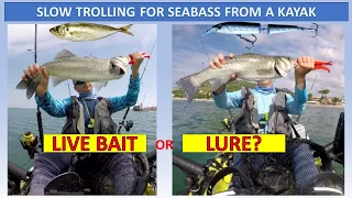 Slow trolling for sea bass from a kayak: live bait or lure?