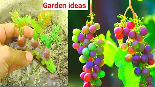 Simple method propagate grape tree with water and aloe vera | growing grapes vine at home