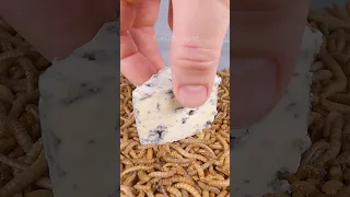 Mealworms VS Blue Cheese