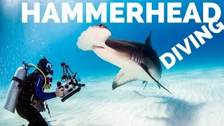 Scuba Diving with Great Hammerheads in Bimini, Bahamas