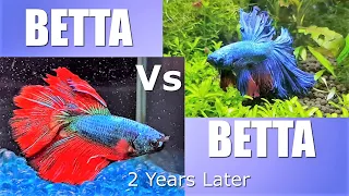 2 MALE BETTAS in the SAME TANK | 2 Years Later