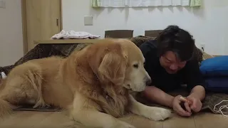 どんなに眠くても一気に覚醒する 【golden retriever japan】