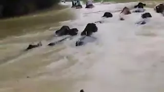 Cowboys on horseback herd hundreds of cows through floodwaters to higher ground in Texas.