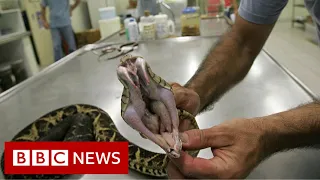 Venom from one of Brazil's largest snakes could be used to fight Covid - BBC News