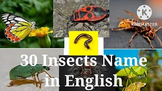 30 Insects name with pictures| Insects name in english with spelling for kids| Kids Learning