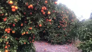 La Mineola en Terra Bella Ca