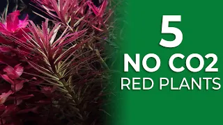 5 Red Plants that are EASY to grow with NO CO2 NEEDED