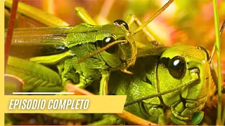 Imágenes espectaculares de la naturaleza | Episodio Completo