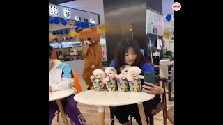 Tik Tok Chó Phốc Sóc Mini 😍 Funny and Cute Pomeranian