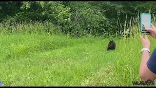 WATCH: Black bear spotted in DC tree released back into the wild