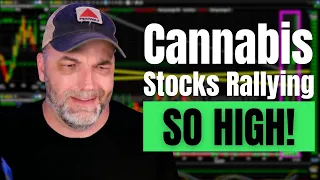 Cannabis Stocks Rally! What You Should Do?