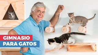 Cómo hacer un gimnasio para gatos en la pared