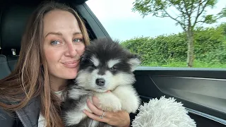 Getting A New Alaskan Malamute Puppy! (He's The Cutest Ever!!)