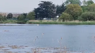 Spawning carp at Radipole Lake #weymouth #dorset #nature #fish #carp #birds #rspb #crane #water