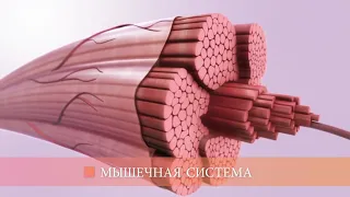 Мышечная система (общая информация)