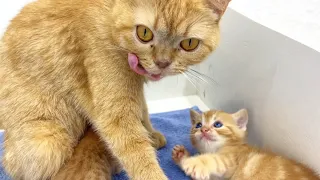 Mommy, I'm full, and now let's play! | The kitten is in a playful mood