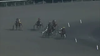 Horse, greyhound and harness race failure- 11/08/2023