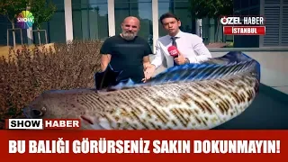 Bu balığı görürseniz sakın dokunmayın!