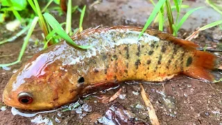 Amazing Rainy Day Fishing! Find & Catch Climbing Perch Fish in Reverse Water Ponds