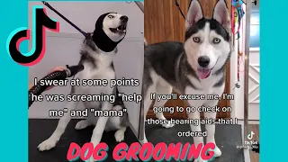 Funny Dog Grooming Tik Tok Compilation w/ Hilarious Voiceover | @girlwitthedogs