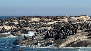 Seal Island in Hout Bay , Cape Town