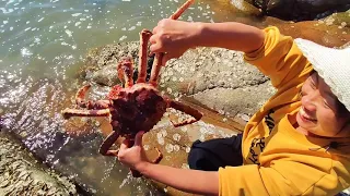 A bumper harvest of Pacific seafood! Ying encounters a big tide and the seafood is stranded.