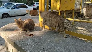 Very cute street cats. Feeding homeless cats.