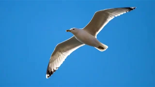 Хохотуньи. Larus cachinnans. Птицы Беларуси.