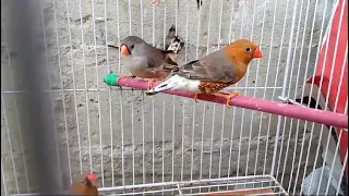 Full Orange Zebra Finch Breeder Pair | Black Face Black Breasted Zebra Finch | Rare Mutation