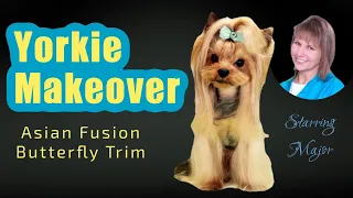 Yorkie Makeover! A Major Transformation from full coat to an Asian Fusion Butterfly 🦋 Trim.