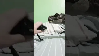 su hermano t-rex está muy enojado por hacer bullying a su hermano😯🦖👑🦖🦖🦖