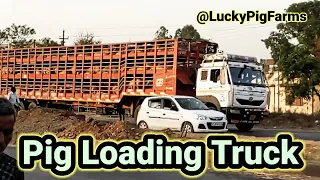 Pig Loading Truck | Suar ki Gaadi