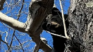 West Siberian Laika hunting black bear GoPro