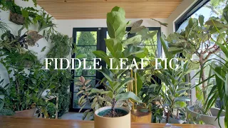 The Fiddle Leaf Fig: EVERYTHING you need to know about care