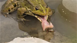 Frosch frisst Kartoffelkäfer / Frog eats Colorado potato beetle