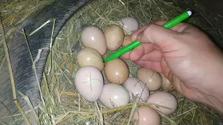 БІДА НА ГОСПОДАРСТВІ 😭 Загибель найкращого  Цесарки в шоці/ перепілочки надвечір нанесли яєць