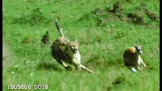 Cheetah chases gazelle animal and manages to escape (Must watch)