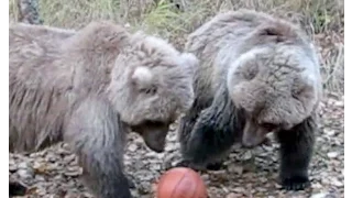 Bear family plays basketball