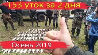 153 УТОК за 2 дня!! Открытие осеннего сезона охоты на уток 2019.